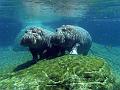 Zoo P1010936